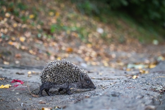 赛的成功 赛的成功