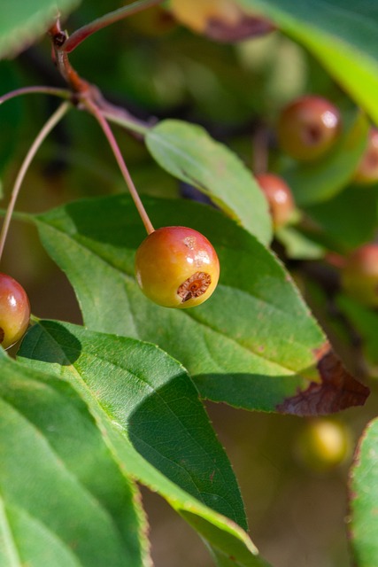 旗开得胜,湖北跳伞队再破全国纪录!.